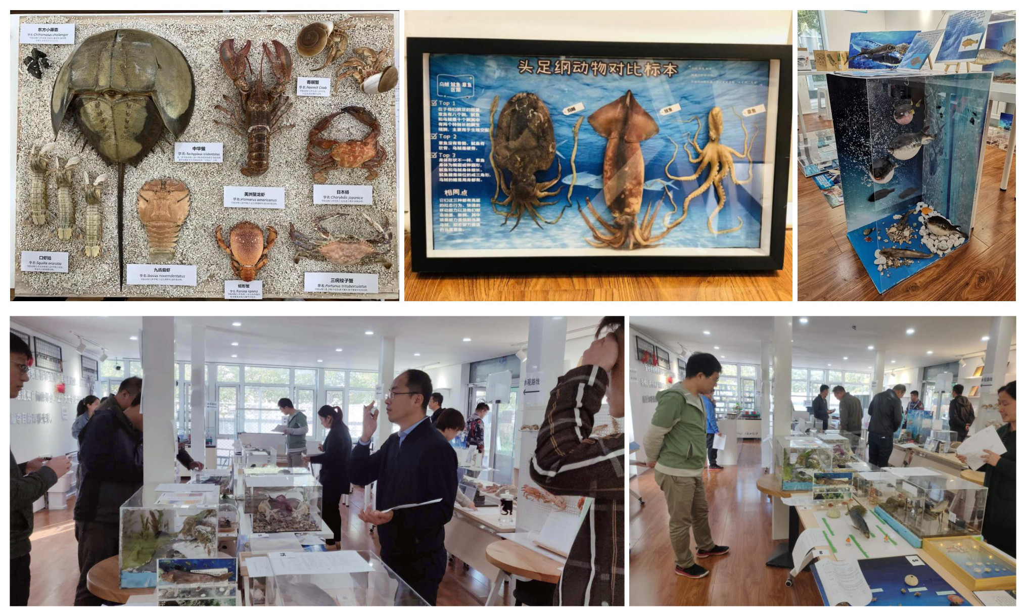 我校第十届动植物标本制作大赛展览会成功举办